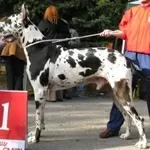 Немецкий дог щенки