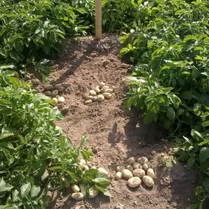 семенной картофель для Успешного бизнаса в восточных  регионах Украины