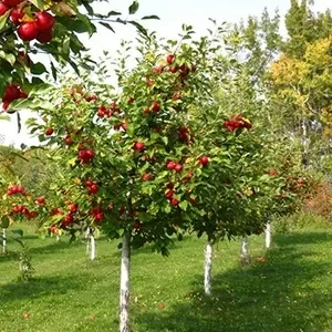 Обрезка и формирование фруктовых деревьев