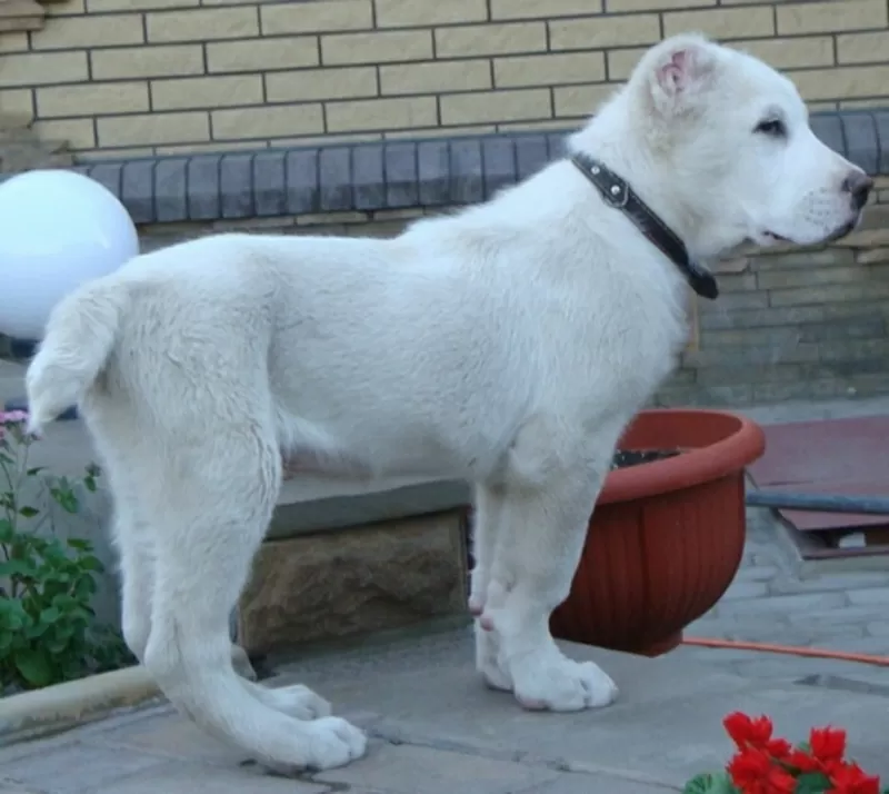 Продам белоснежного щенка среднеазиатской овчарки (алабай,  САО)