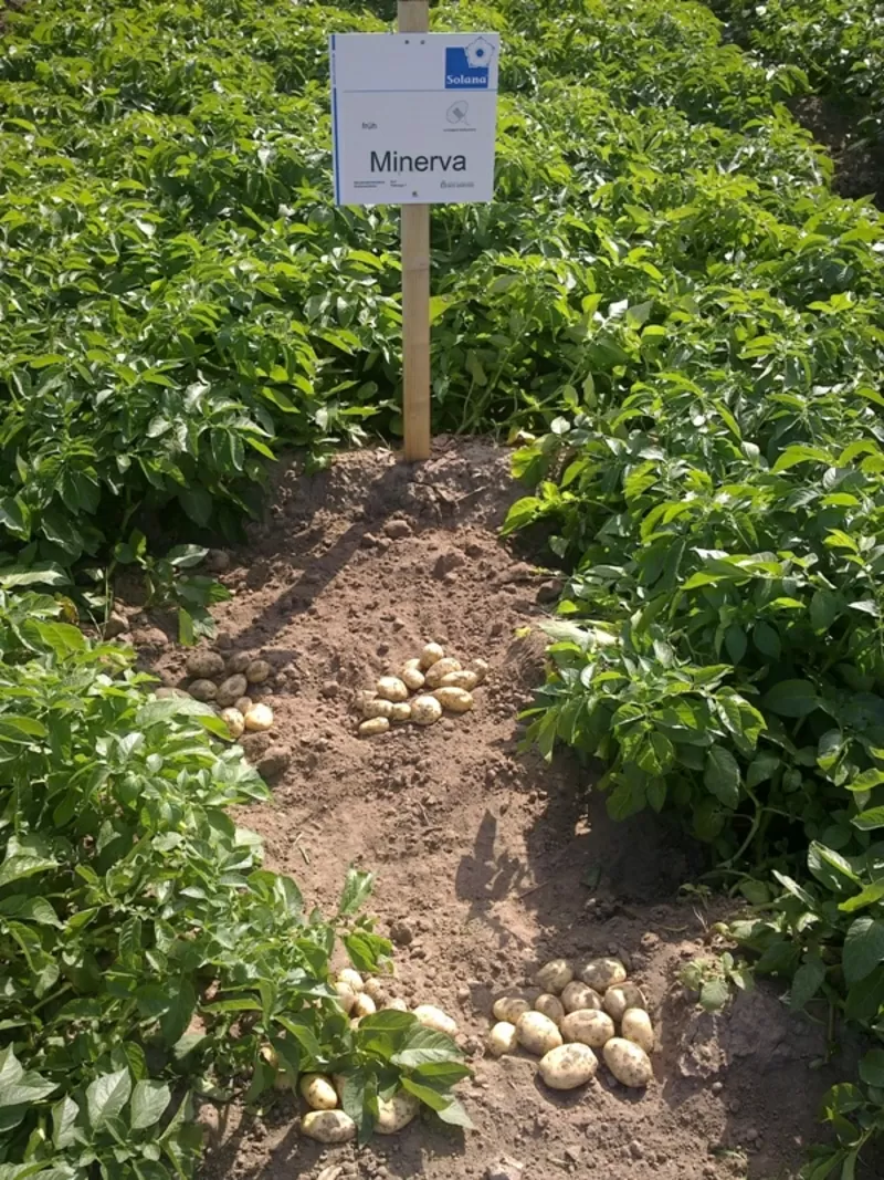 семенной картофель для Успешного бизнаса в восточных  регионах Украины