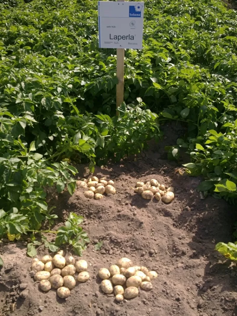 семенной картофель для Успешного бизнаса в восточных  регионах Украины 2