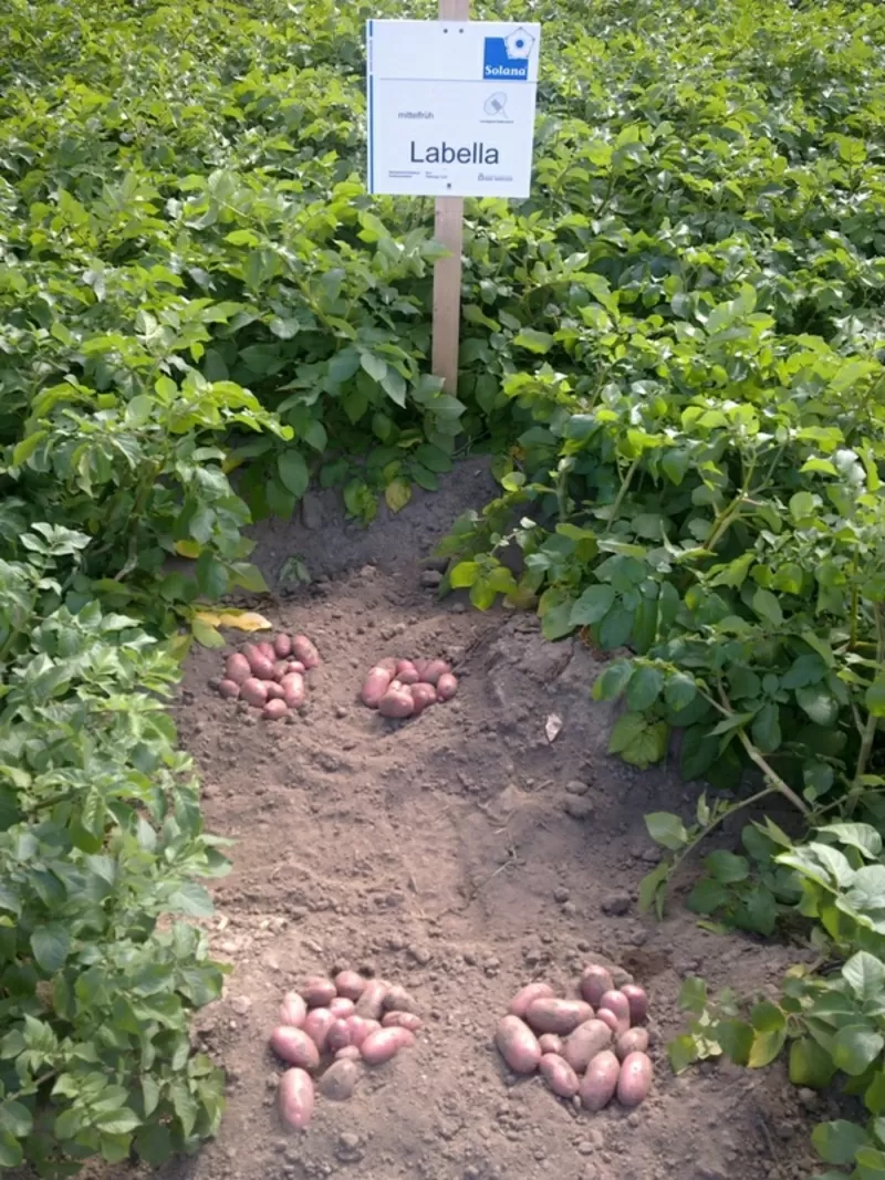семенной картофель для Успешного бизнаса в восточных  регионах Украины 3