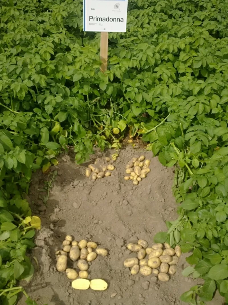 семенной картофель для Успешного бизнаса в восточных  регионах Украины 4