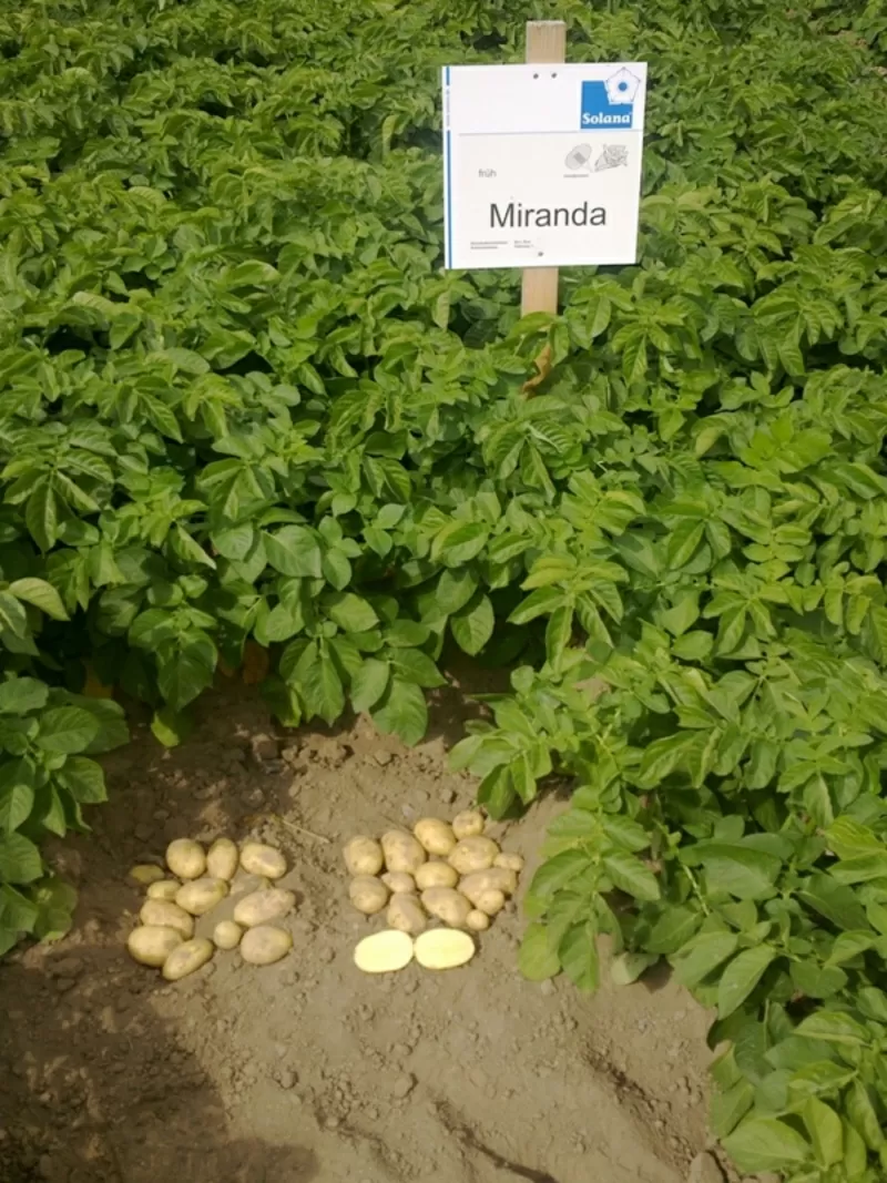 семенной картофель для Успешного бизнаса в восточных  регионах Украины 5