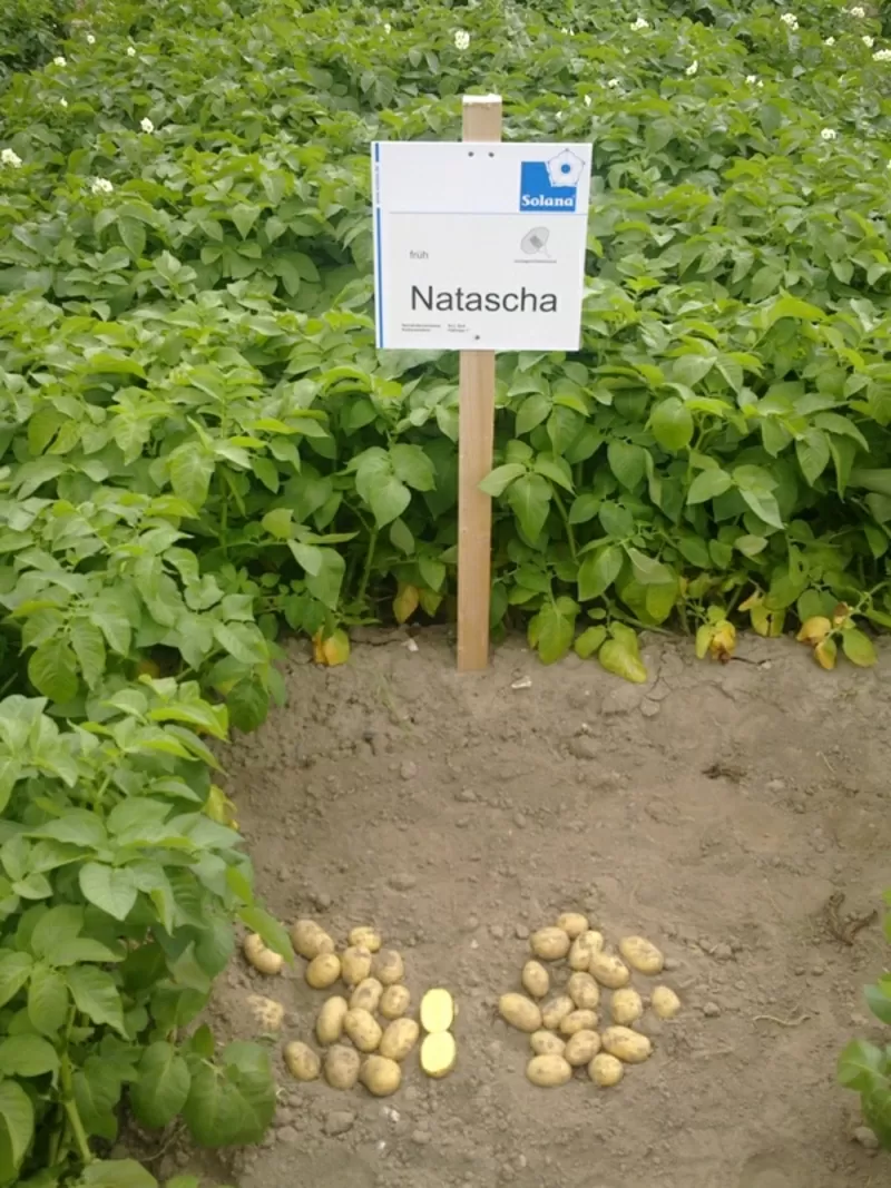 семенной картофель для Успешного бизнаса в восточных  регионах Украины 6