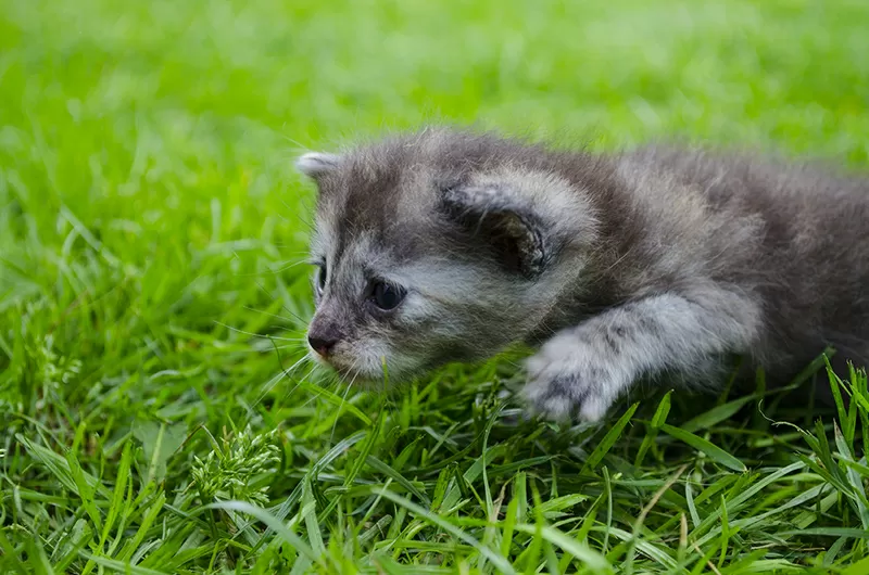 Симпатичные котята ищут добрых хозяев